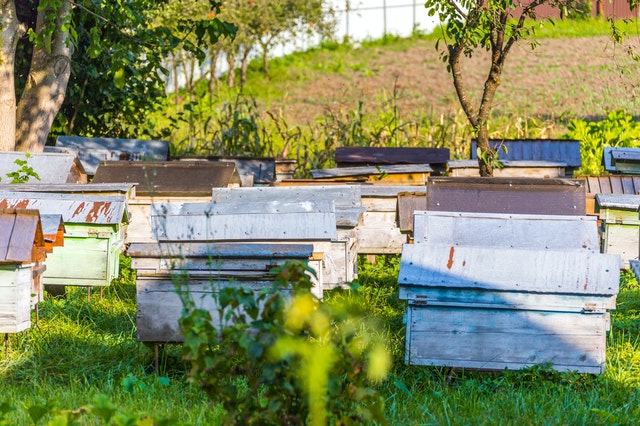 Beekeeping Apiculture नवीन व्यवसाय कल्पना